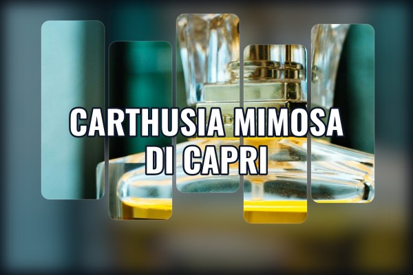Carthusia - Mimosa di Capri