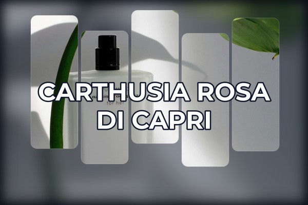 Carthusia - Rosa di Capri