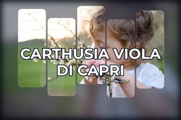 Carthusia - Viola di Capri